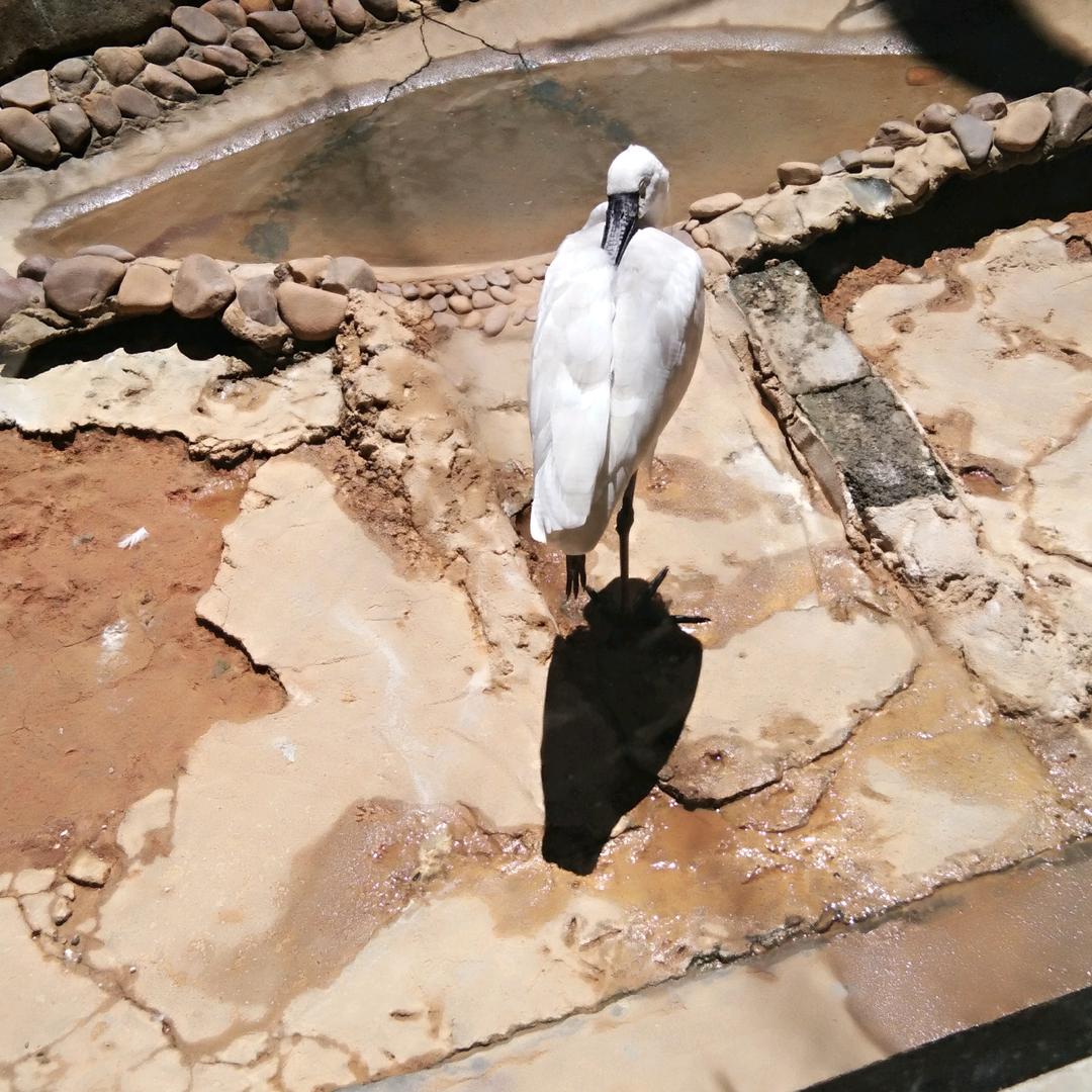 林福秀