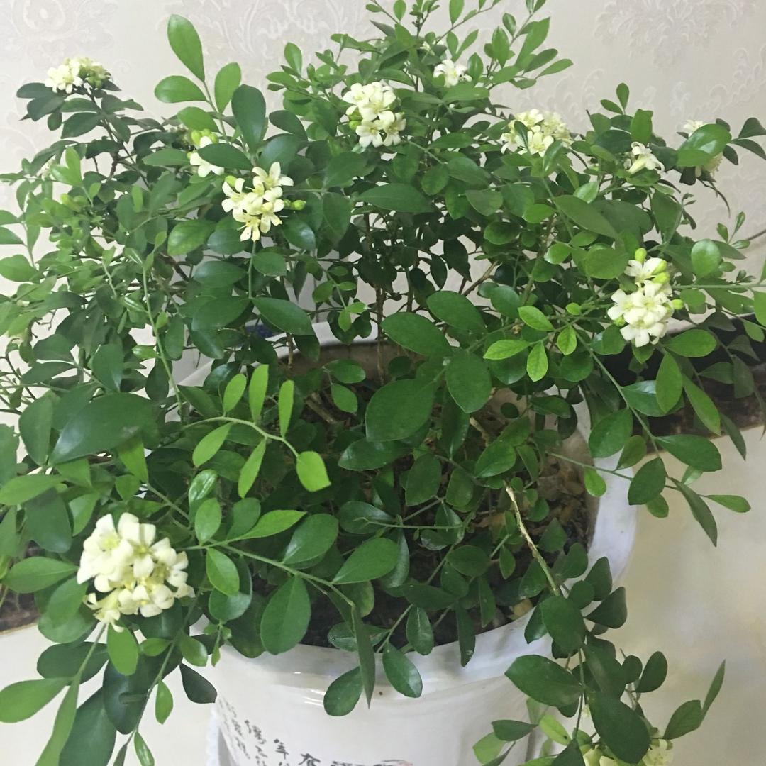 雪花