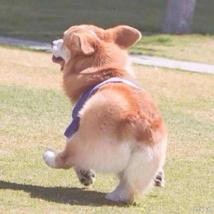 狍子