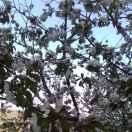 美丽 人生