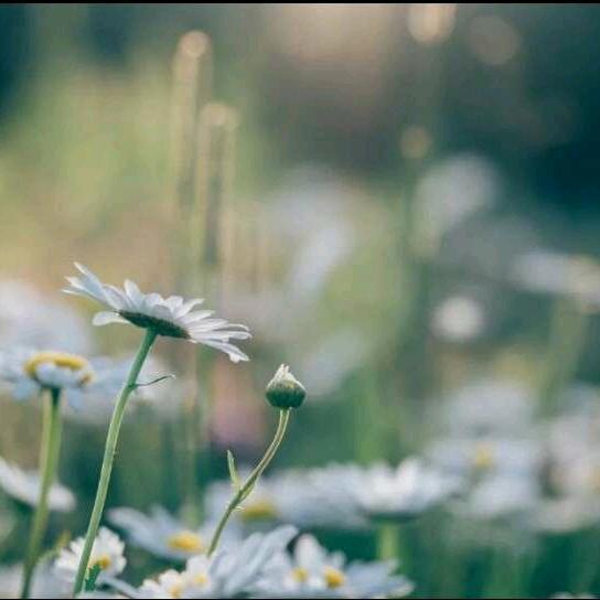 脚手架，吊篮租赁