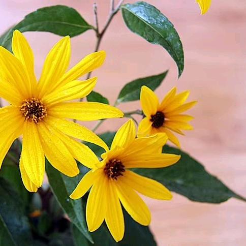 爱笑的女孩运气不会差