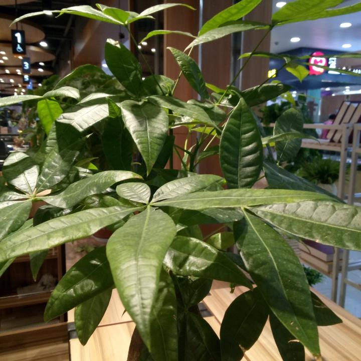 做中国人，过中国节