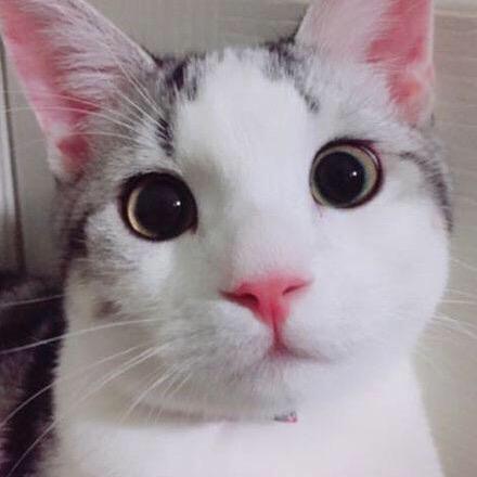 布布呀