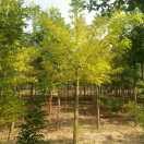 金枝槐种植基地