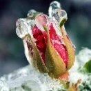 冰雪 未融