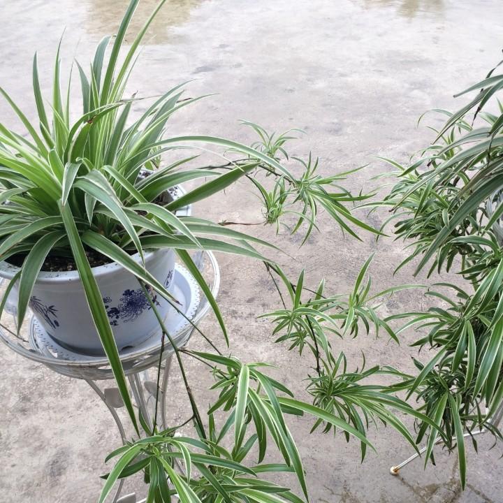 刘娟，早点快餐 洗马桥