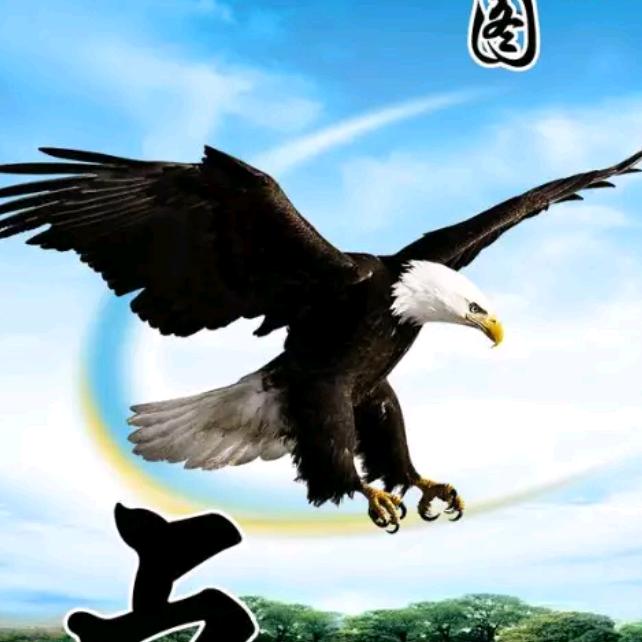 翱翔雄鹰