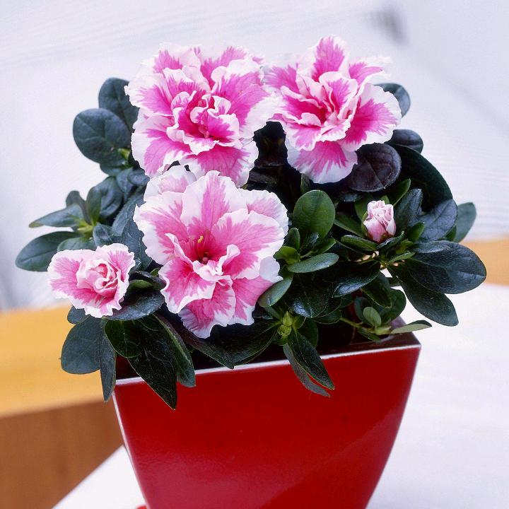 小李子