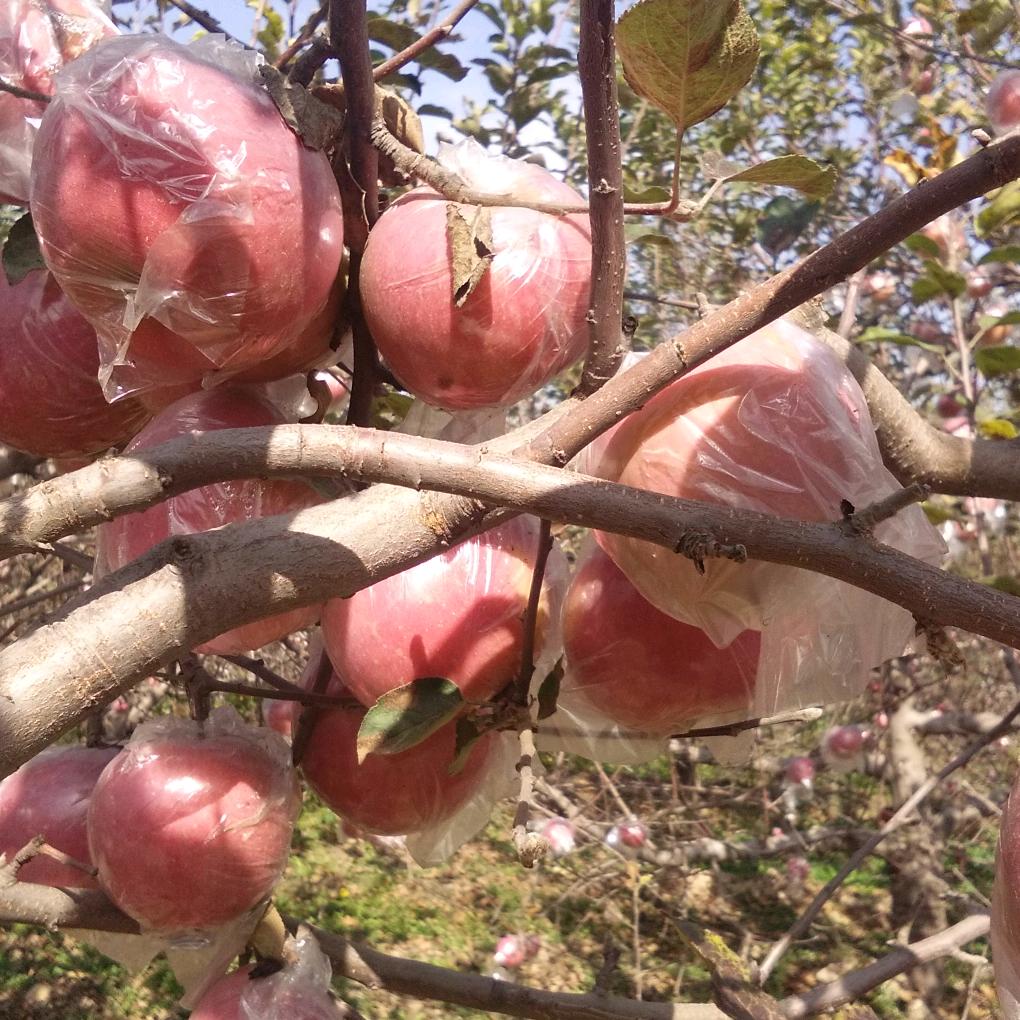 临猗苹果基地