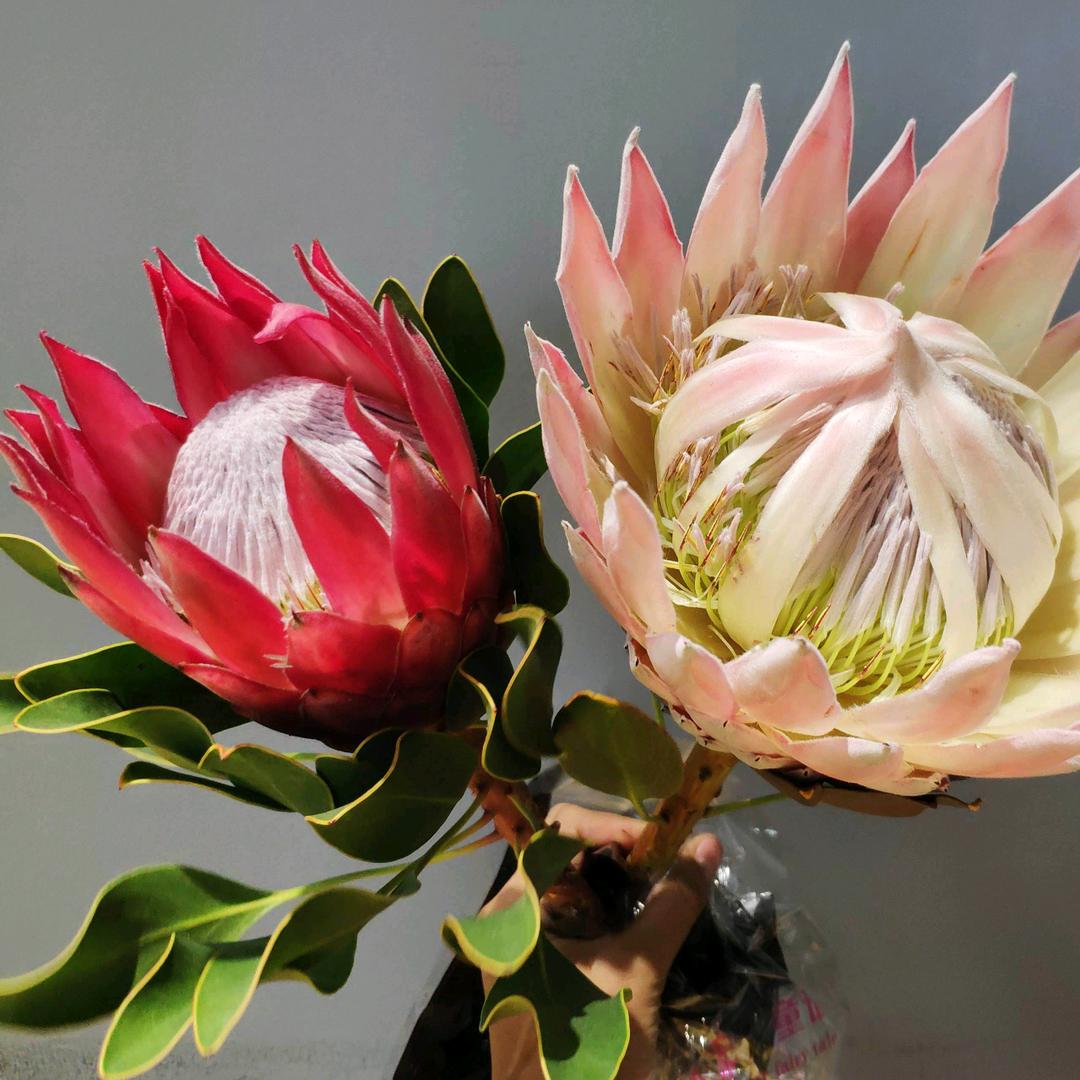 吉贝鲜花