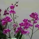 阳光灿烂