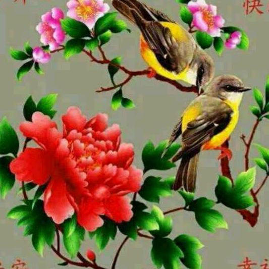 万年青