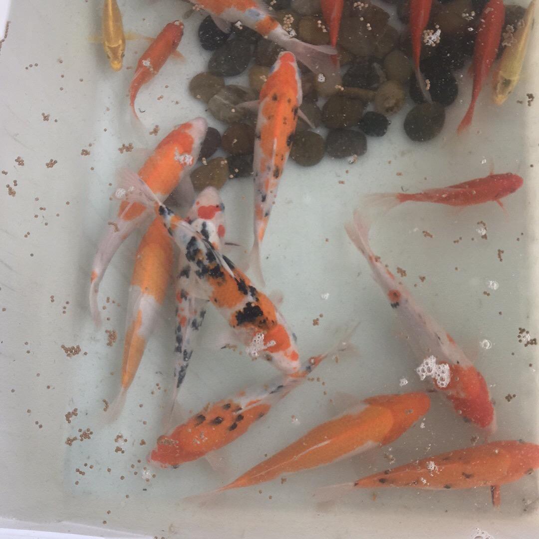 淡定从容