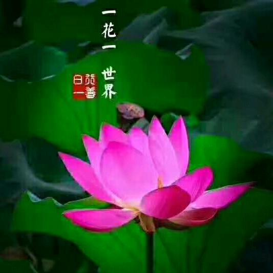 香格里拉秘制糟鱼官方号