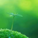 快乐人生 🌹🌹🌹🌹