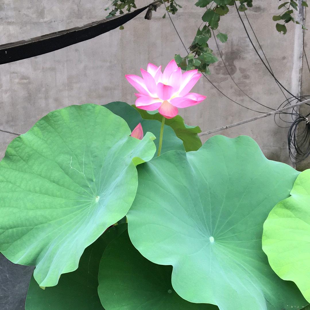 漂浮不定