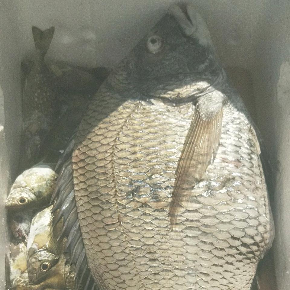 胡炎