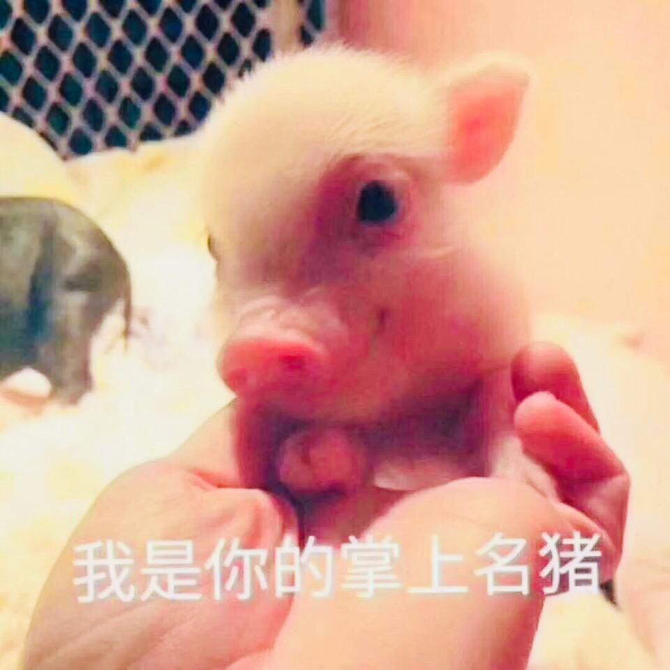 🐷魏来可期🐷猪妈🐷