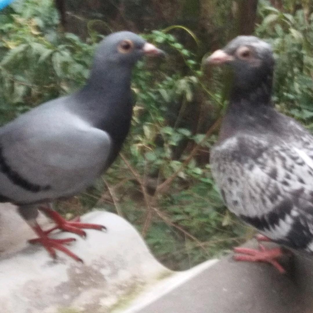 卢氏家族成员《翔哥》