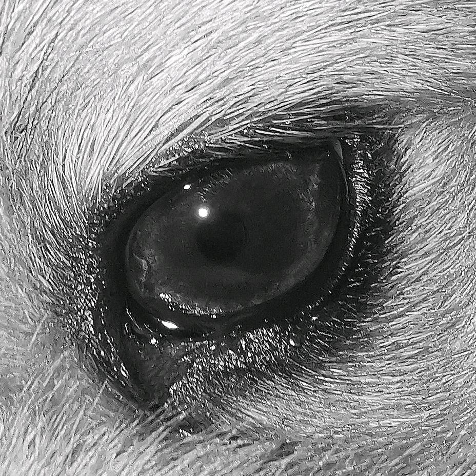 lllch（沉淀版）