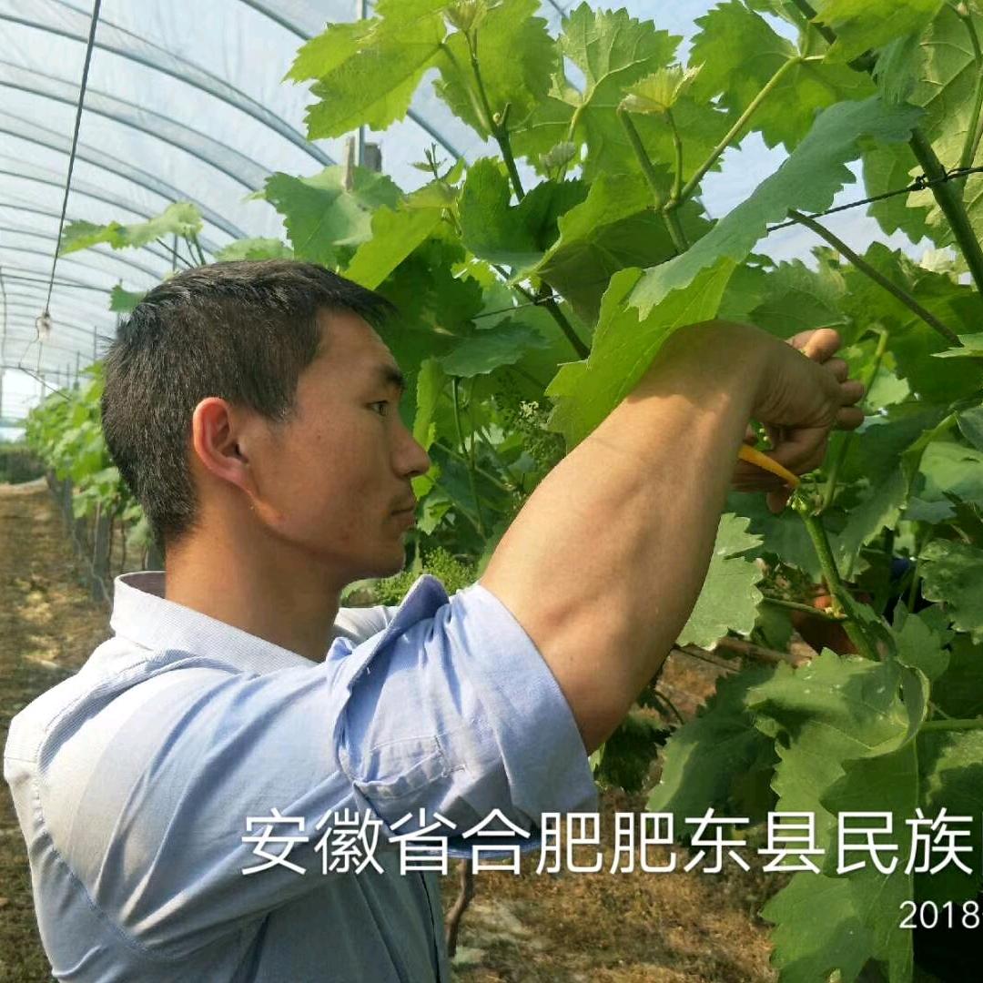 柏江江-葡萄技术交流
