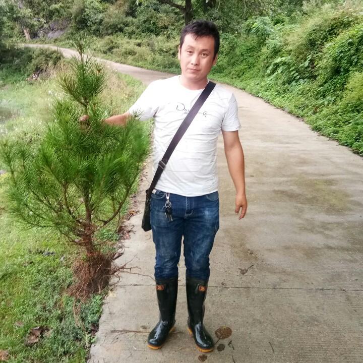 甘肃天水万景绿化苗木