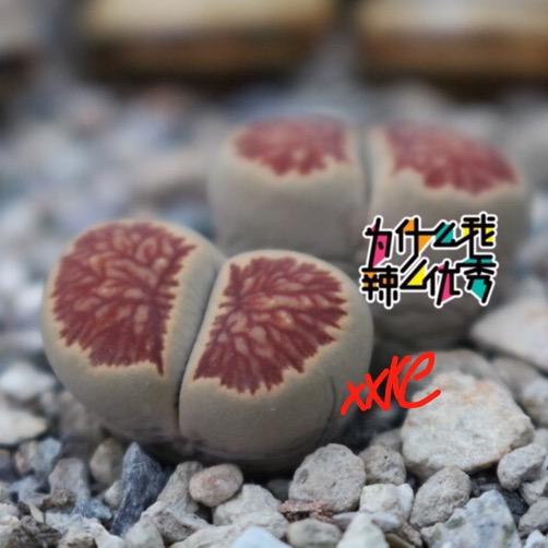 小许玄炫酷鹅