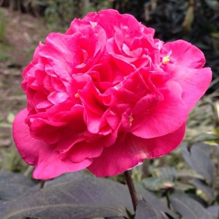 山茶花6726896171923