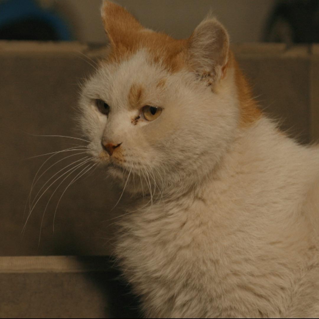 蠢喵二人组@抖音