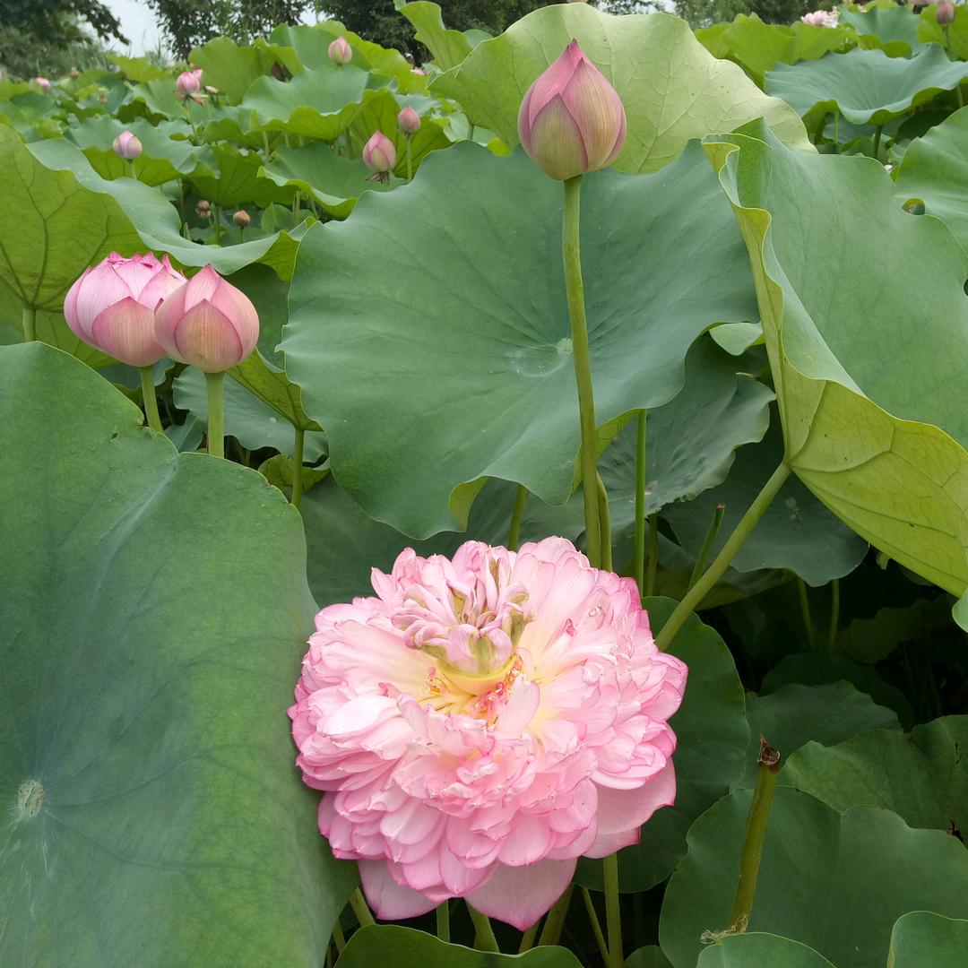幸运蜂蜜