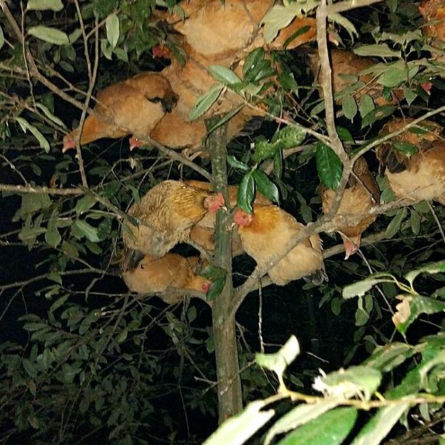 竹林森家庭农场