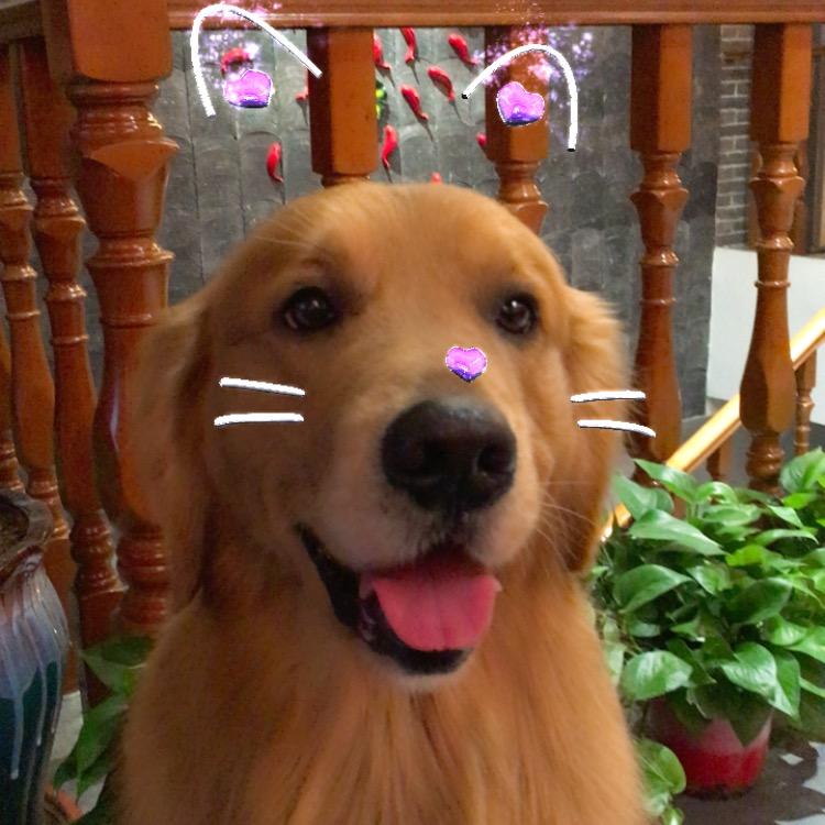 坦克坦克大坦克