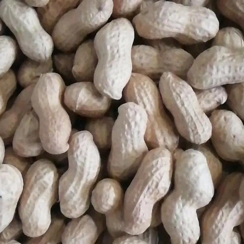 瓜子花生炒货食品公司