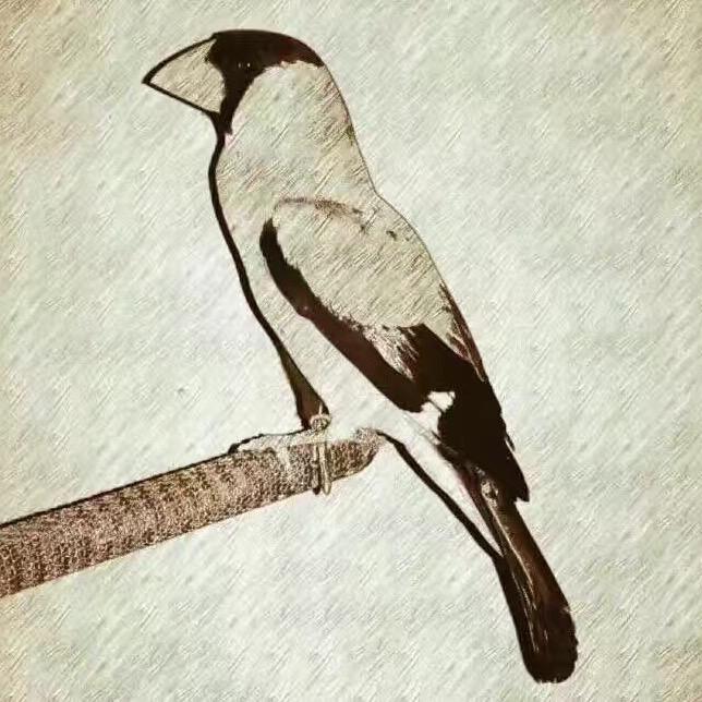 冷血