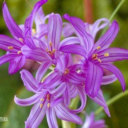 天津金富顺真烟真酒