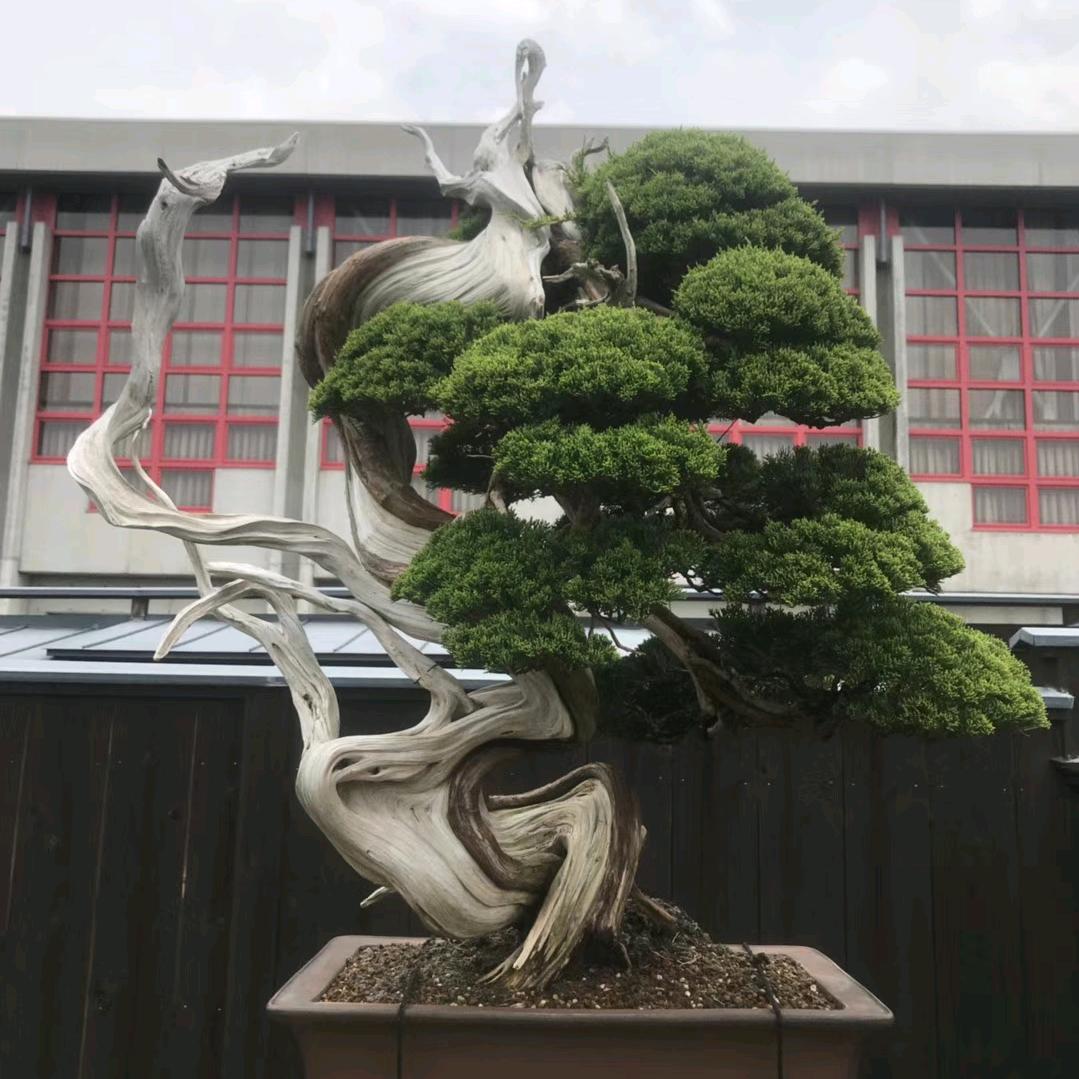 温暖苗木绿化