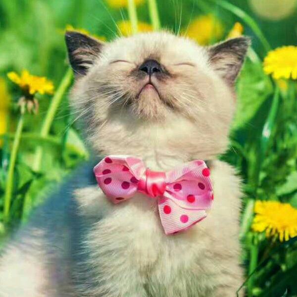 🍓🍓元宝团子🍓🍓