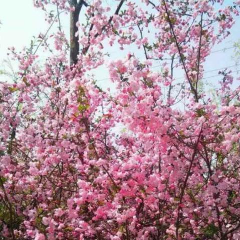 春天的桃花