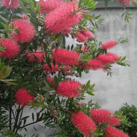 辉哥