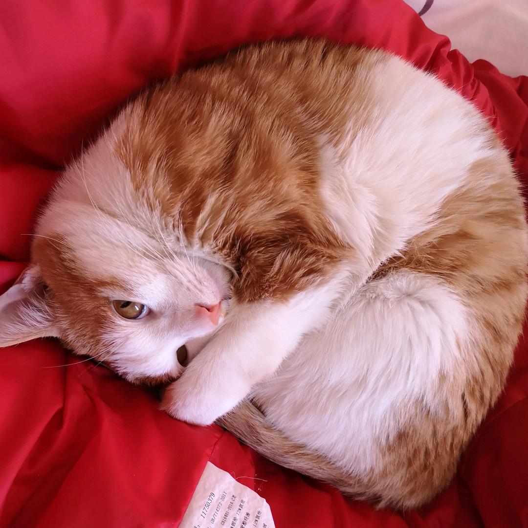 调和测度萌萌哒