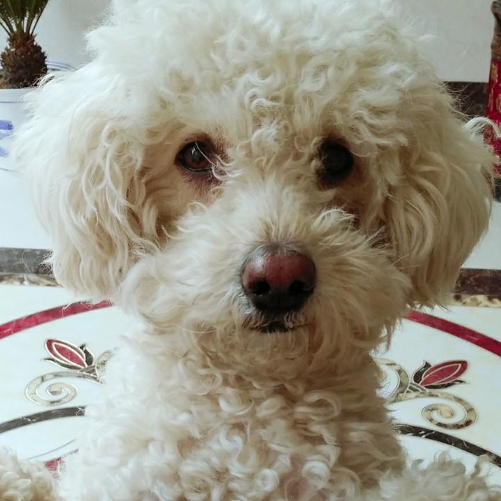 毛豆主人