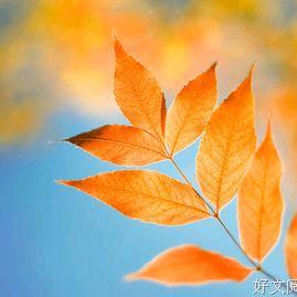 芳🍁
