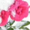 嫣若雪