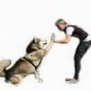 常州 训犬中心