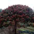 忆初—出租车3118