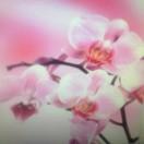 兰花
