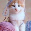 珍爱一生♥️♥️救助流浪猫的博主♥️♥️