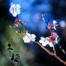 梅子《谢绝秒赞》