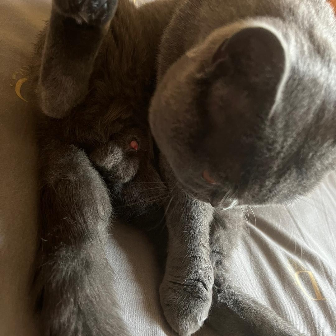 胖虎🐷哈尔滨分虎